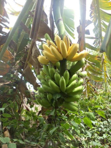 banaan_2.jpg
